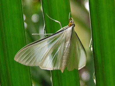 Translucent butterfly / Mariposa translcida