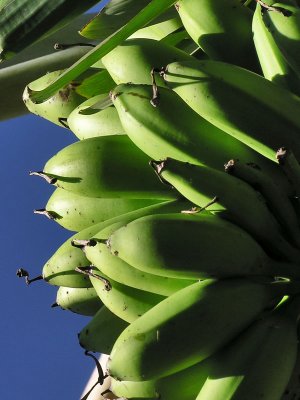 Banana / Topocho