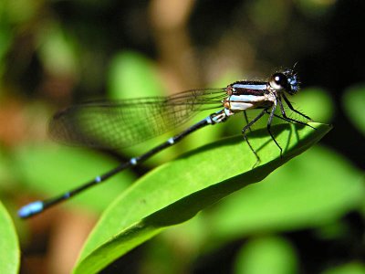 Dragonfly / Liblula