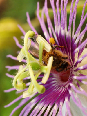 Pasiflora and bee / Pasiflora y abeja