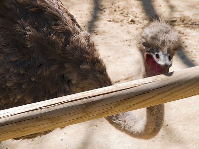 Un avestruz con hambre