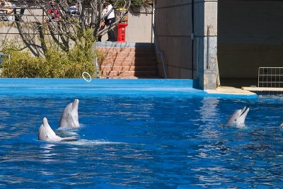 Show en el Zoo-Aquarium de Madrid