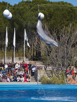 Show en el Zoo-Aquarium de Madrid