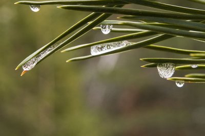 Gotas de hielo / Ice's drops