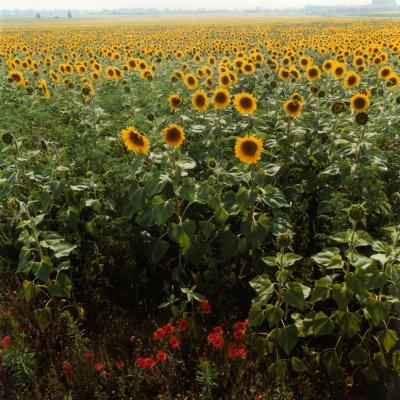 zonnebloemen