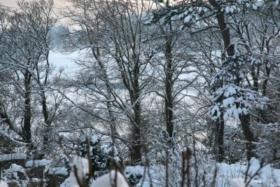 The River Tweed lies  behind the Trees