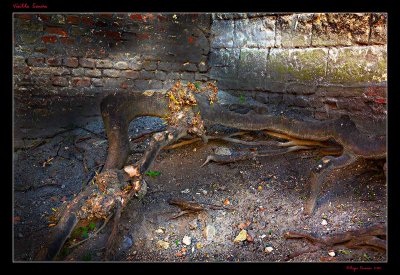 Vieille Souche