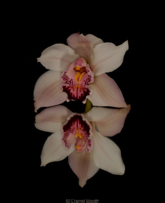 Orchid in Mirror.jpg