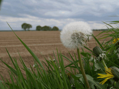 Ex-paardebloem met dezelfde asperges.