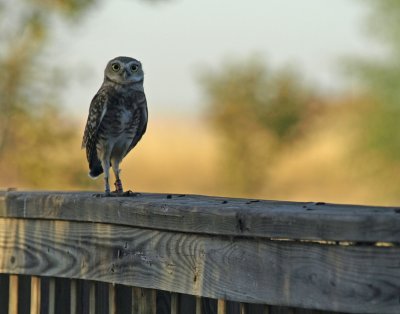 Burrowing Owl