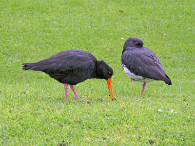Two Oystercatchers