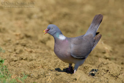 Woodpigeon (Columba palumbus)