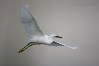 Little Egret (Egretta garzetta)