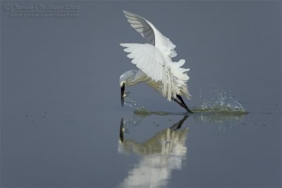 Little Egret (Egretta garzetta)