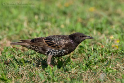 Common Starling (Sturnus vulgaris)