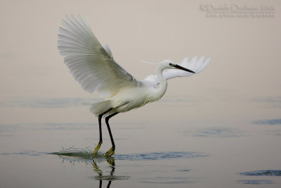 Little Egret (Egretta garzetta)