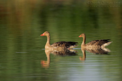 Greylag Goose (Anser anser)