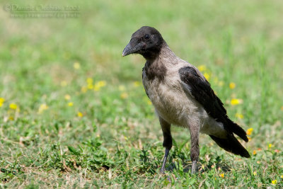 Hooded Crow (Corvus cornix)