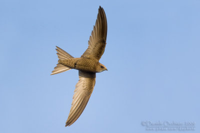 Pallid Swift (Apus pallidus brehmorum)