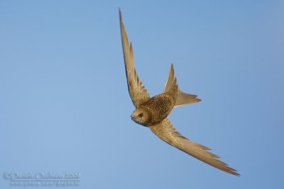 Pallid Swift (Apus pallidus brehmorum)