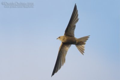 Pallid Swift (Apus pallidus brehmorum)