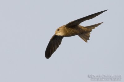 Pallid Swift (Apus pallidus brehmorum)