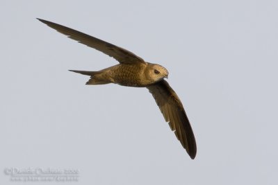 Pallid Swift (Apus pallidus brehmorum)