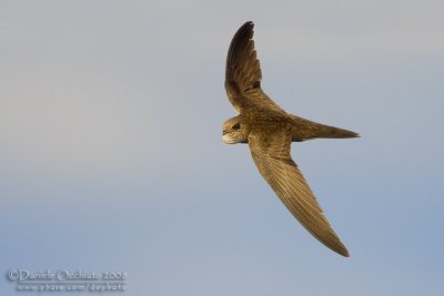 Pallid Swift (Apus pallidus brehmorum)