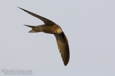 Pallid Swift (Apus pallidus brehmorum)