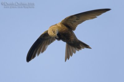 Pallid Swift (Apus pallidus brehmorum)