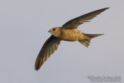 Pallid Swift (Apus pallidus brehmorum)