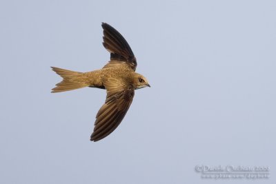 Pallid Swift (Apus pallidus brehmorum)