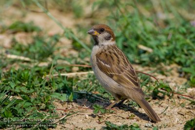 Tree Sparrow (Passer montanus)
