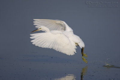 Little Egret (Egretta garzetta)