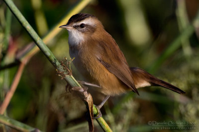 Moustached Warbler (Acrocephalus melanopogon)