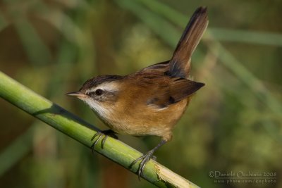 Moustached Warbler (Acrocephalus melanopogon)