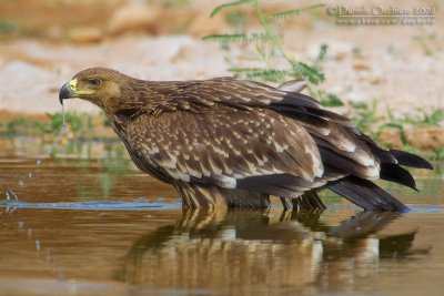 Eastern Imperial Eagle (Aquila heliaca)