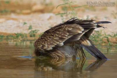 Eastern Imperial Eagle (Aquila heliaca)