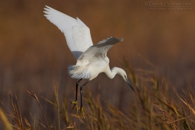 Little Egret (Egretta garzetta)