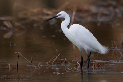 Little Egret (Egretta garzetta)