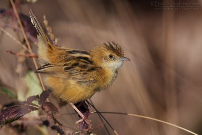 Zitting Cisticola (Cisticola juncidis)