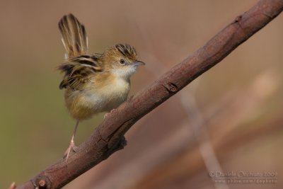 Zitting Cisticola (Cisticola juncidis)