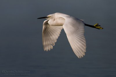 Little Egret (Egretta garzetta)