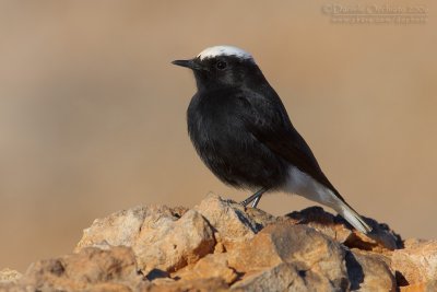 White-crowned Black Wheatear (Oenanthe leucopyga)