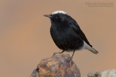 White-crowned Black Wheatear (Oenanthe leucopyga)