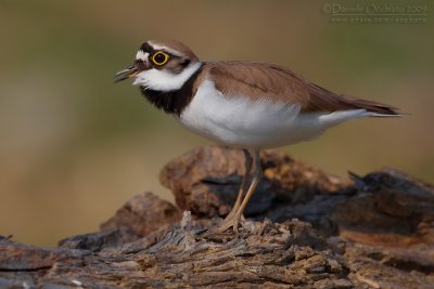 Little Ringed Plover (Charadrius dubius)