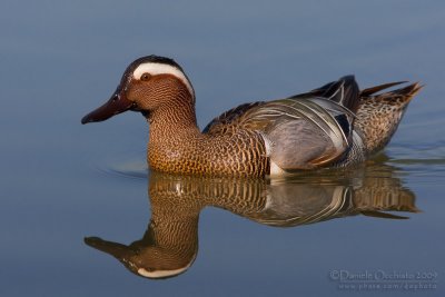 Garganey (Anas querquedula)