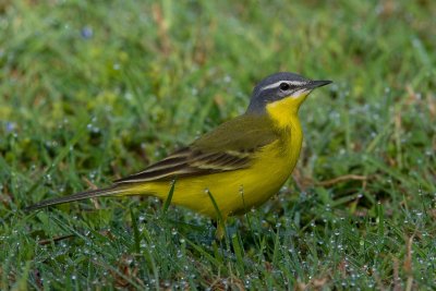 Blue-headed Yellow Wagtail (Motacilla flava ssp flava)