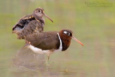 Painted Snipe (Rostratula benghalensis)