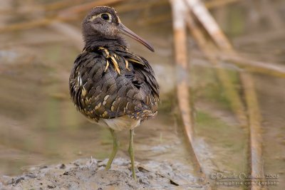 Painted Snipe (Rostratula benghalensis)
